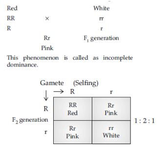 CBSE-Class-12-Biology-Principles-of-Inheritance-and-Variation-Assignment-Set-D-10