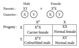 CBSE-Class-12-Biology-Principles-of-Inheritance-and-Variation-Assignment-Set-D-4
