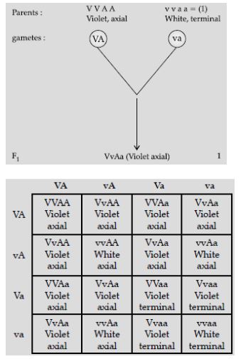CBSE-Class-12-Biology-Principles-of-Inheritance-and-Variation-Assignment-Set-D-5