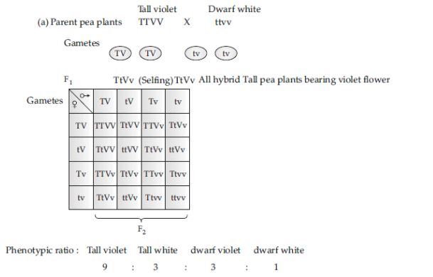 CBSE-Class-12-Biology-Principles-of-Inheritance-and-Variation-Assignment-Set-D-6