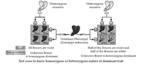 CBSE-Class-12-Biology-Principles-of-Inheritance-and-Variation-Assignment-Set-D-8