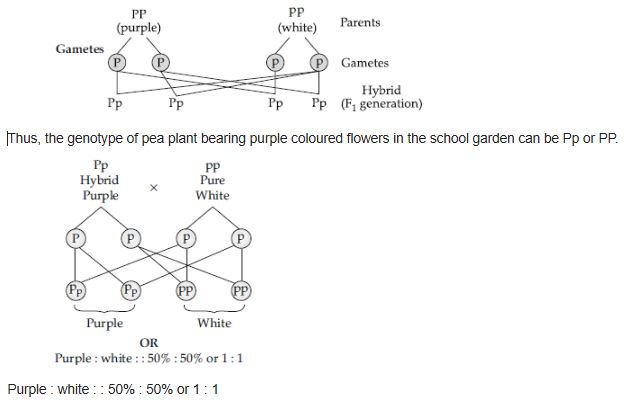 CBSE-Class-12-Biology-Principles-of-Inheritance-and-Variation-Assignment-Set-D-9