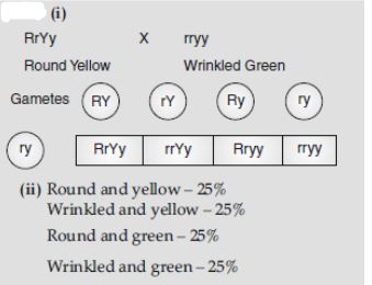 CBSE-Class-12-Biology-Principles-of-Inheritance-and-Variation-Assignment-Set-E-1