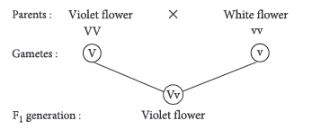 CBSE-Class-12-Biology-Principles-of-Inheritance-and-Variation-Assignment-Set-E-11
