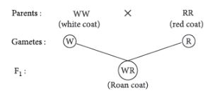 CBSE-Class-12-Biology-Principles-of-Inheritance-and-Variation-Assignment-Set-E-12