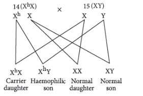 CBSE-Class-12-Biology-Principles-of-Inheritance-and-Variation-Assignment-Set-E-15