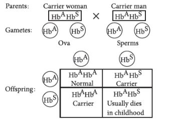 CBSE-Class-12-Biology-Principles-of-Inheritance-and-Variation-Assignment-Set-E-16