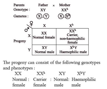 CBSE-Class-12-Biology-Principles-of-Inheritance-and-Variation-Assignment-Set-E-17