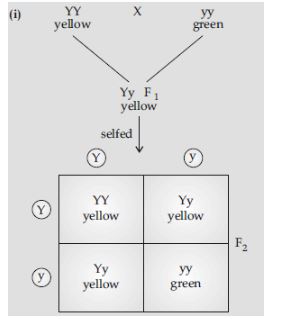 CBSE-Class-12-Biology-Principles-of-Inheritance-and-Variation-Assignment-Set-E-18