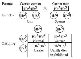 CBSE-Class-12-Biology-Principles-of-Inheritance-and-Variation-Assignment-Set-E-19