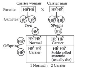 CBSE-Class-12-Biology-Principles-of-Inheritance-and-Variation-Assignment-Set-E-20