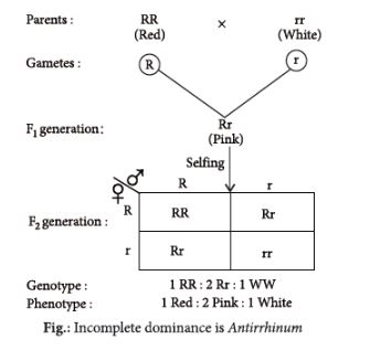 CBSE-Class-12-Biology-Principles-of-Inheritance-and-Variation-Assignment-Set-E-21