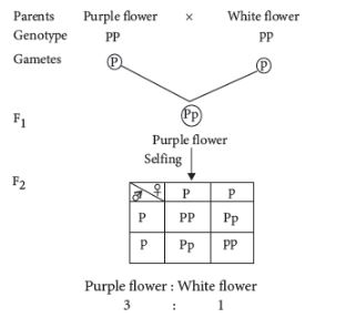 CBSE-Class-12-Biology-Principles-of-Inheritance-and-Variation-Assignment-Set-E-22