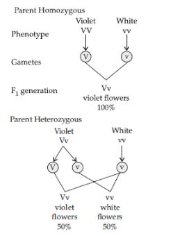 CBSE-Class-12-Biology-Principles-of-Inheritance-and-Variation-Assignment-Set-E-23