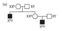 CBSE-Class-12-Biology-Principles-of-Inheritance-and-Variation-Assignment-Set-E-5