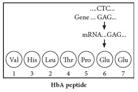 CBSE-Class-12-Biology-Principles-of-Inheritance-and-Variation-Assignment-Set-E-6