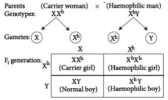 CBSE-Class-12-Biology-Principles-of-Inheritance-and-Variation-Assignment-Set-E-7
