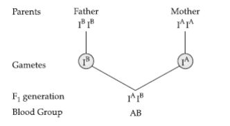 CBSE-Class-12-Biology-Principles-of-Inheritance-and-Variation-Assignment-Set-E