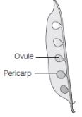 CBSE-Class-12-Biology-Reproduction-In-Organisms-Assignment-Set-C-11