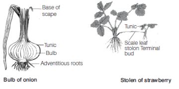 CBSE-Class-12-Biology-Reproduction-In-Organisms-Assignment-Set-C-3