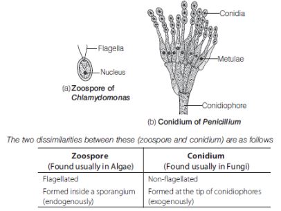 CBSE-Class-12-Biology-Reproduction-In-Organisms-Assignment-Set-C-4