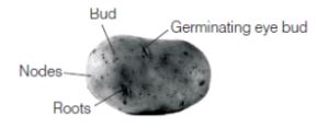 CBSE-Class-12-Biology-Reproduction-In-Organisms-Assignment-Set-C-7