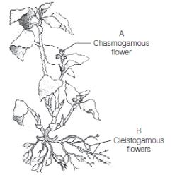 CBSE-Class-12-Biology-Reproduction-In-Organisms-Assignment-Set-C-9