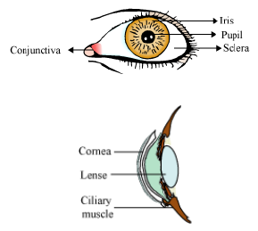 CBSE-Class-12-Biology-Sense-organs-Notes-3
