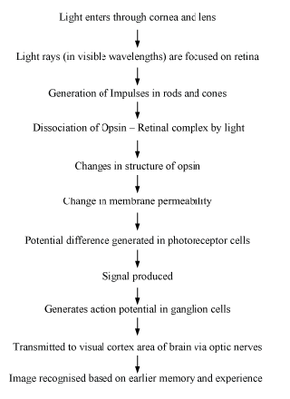 CBSE-Class-12-Biology-Sense-organs-Notes-4
