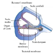 CBSE-Class-12-Biology-Sense-organs-Notes-6