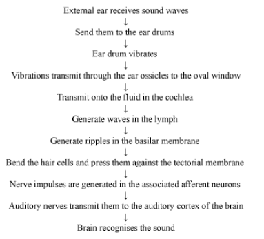 CBSE-Class-12-Biology-Sense-organs-Notes-7