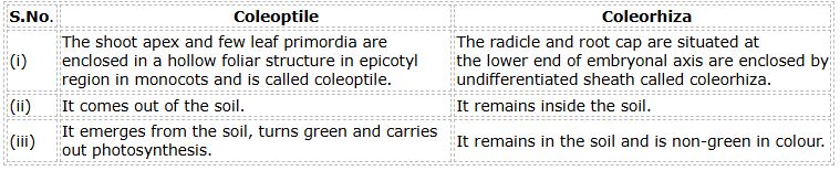 CBSE-Class-12-Biology-Sexual-Reproduction-in-Flowering-Plants-Set-B-1