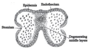 CBSE-Class-12-Biology-Sexual-Reproduction-in-Flowering-Plants-Set-C-1