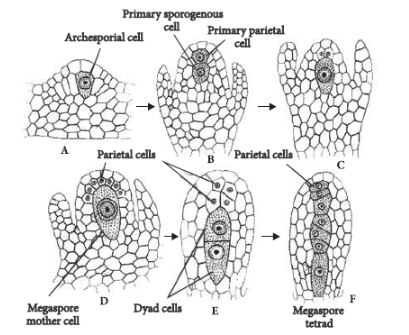 CBSE-Class-12-Biology-Sexual-Reproduction-in-Flowering-Plants-Set-C-10