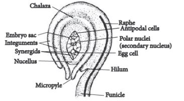 CBSE-Class-12-Biology-Sexual-Reproduction-in-Flowering-Plants-Set-C-12