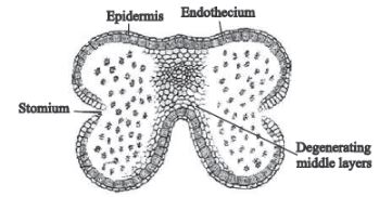 CBSE-Class-12-Biology-Sexual-Reproduction-in-Flowering-Plants-Set-C-14