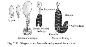 CBSE-Class-12-Biology-Sexual-Reproduction-in-Flowering-Plants-Set-C-15