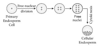 CBSE-Class-12-Biology-Sexual-Reproduction-in-Flowering-Plants-Set-C-16