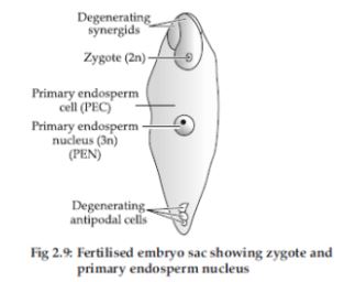 CBSE-Class-12-Biology-Sexual-Reproduction-in-Flowering-Plants-Set-C-17