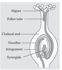 CBSE-Class-12-Biology-Sexual-Reproduction-in-Flowering-Plants-Set-C-18