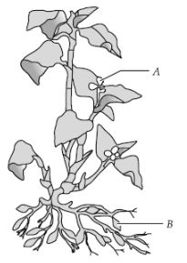 CBSE-Class-12-Biology-Sexual-Reproduction-in-Flowering-Plants-Set-C-19