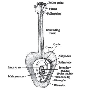 CBSE-Class-12-Biology-Sexual-Reproduction-in-Flowering-Plants-Set-C-2