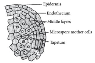 CBSE-Class-12-Biology-Sexual-Reproduction-in-Flowering-Plants-Set-C-3