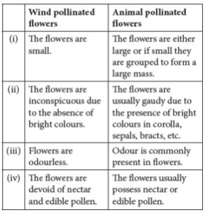 CBSE-Class-12-Biology-Sexual-Reproduction-in-Flowering-Plants-Set-C-4