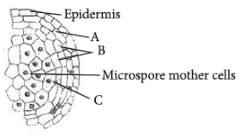 CBSE-Class-12-Biology-Sexual-Reproduction-in-Flowering-Plants-Set-C-5