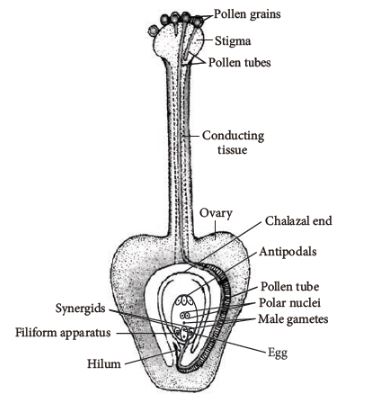 CBSE-Class-12-Biology-Sexual-Reproduction-in-Flowering-Plants-Set-C-6