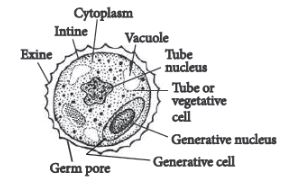 CBSE-Class-12-Biology-Sexual-Reproduction-in-Flowering-Plants-Set-C-7