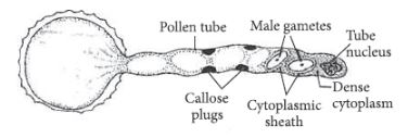 CBSE-Class-12-Biology-Sexual-Reproduction-in-Flowering-Plants-Set-C-8