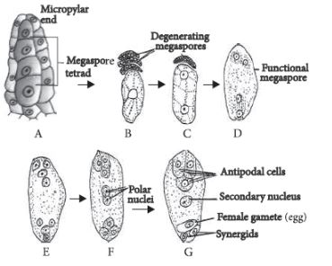 CBSE-Class-12-Biology-Sexual-Reproduction-in-Flowering-Plants-Set-C-9