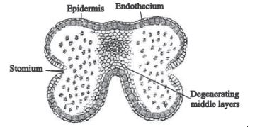 CBSE-Class-12-Biology-Sexual-Reproduction-in-Flowering-Plants-Set-C